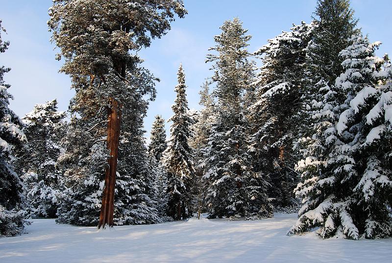 2010-12-02, Neuschnee (18).JPG